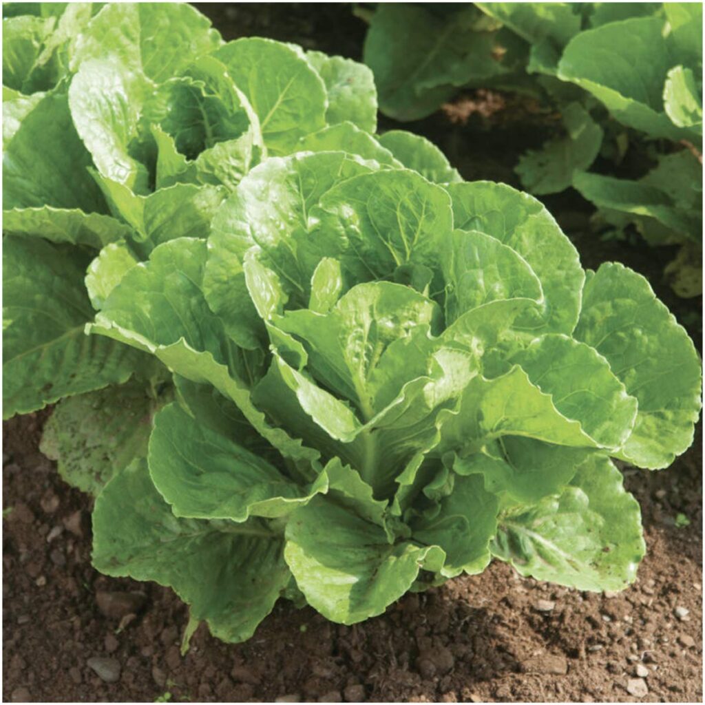 Características y cultivo de la lechuga Parris Island