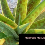 Características y cultivo de la planta Manfreda