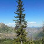 Características y curiosidades del árbol Engelmann Spruce