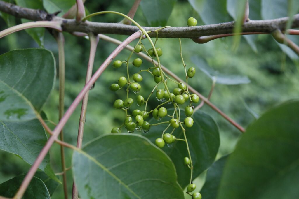 Características y distribución del árbol de la laca