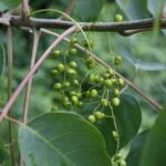 Características y distribución del árbol de la laca