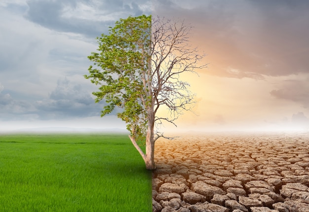 Causas de un árbol a mitad muerto y a mitad vivo