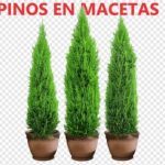 Cedar Pine Tree: Consejos para Plantar Setos de Pino Cedro