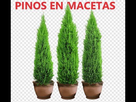 Cedar Pine Tree: Consejos para Plantar Setos de Pino Cedro