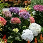 Ciclo de floración de las hortensias en Virginia