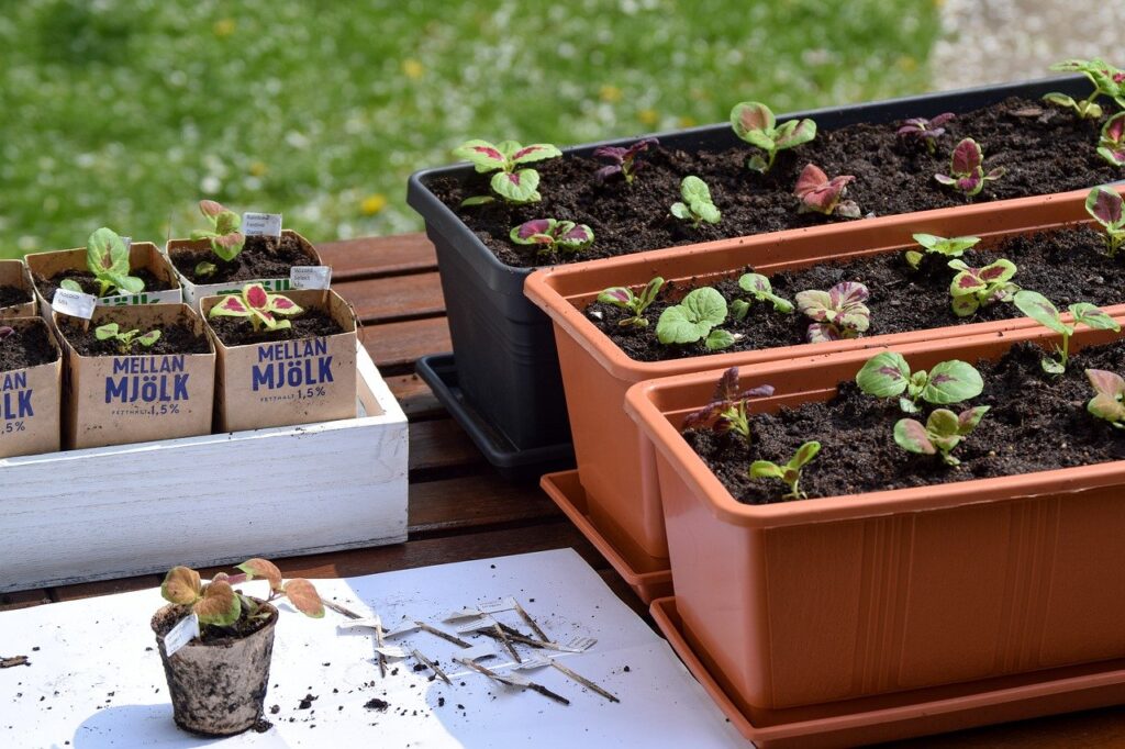 Claves para trasplantar árboles grandes con éxito