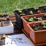 Claves para trasplantar árboles grandes con éxito