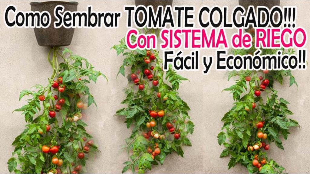 Colgar tomates con soportes aéreos: Cómo hacerlo