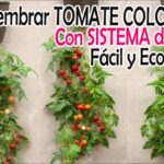 Colgar tomates con soportes aéreos: Cómo hacerlo