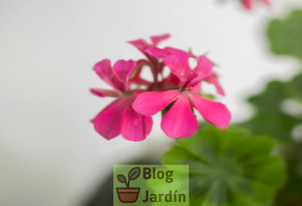 Imagen de Carolina Geranium en maceta con hojas verdes y pequeñas flores rosadas
