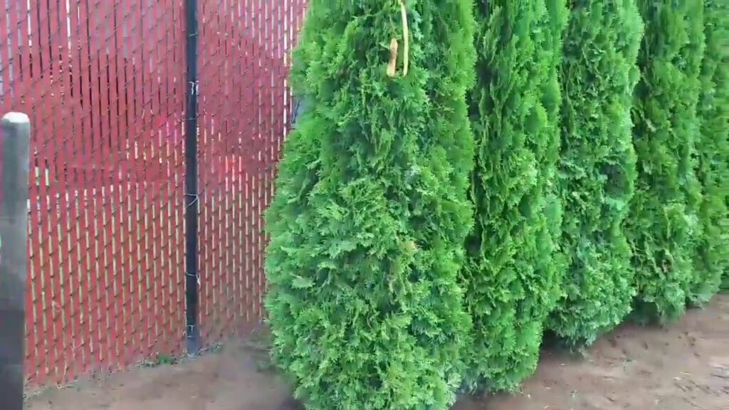 Cómo abonar el arborvitae verde esmeralda de manera efectiva