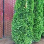 Cómo abonar el arborvitae verde esmeralda de manera efectiva