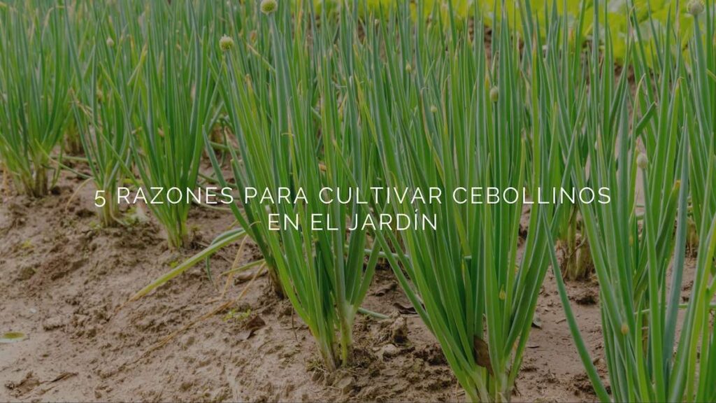 Cómo acompañar tus cultivos con cebollinos en el jardín