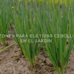Cómo acompañar tus cultivos con cebollinos en el jardín