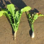 Cómo actuar si un nabo comienza a florecer en el huerto