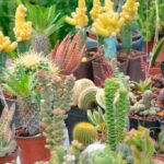 Cómo afecta el comercio ilegal de plantas a la flora