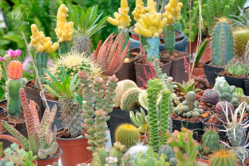 Cómo afecta el comercio ilegal de plantas a la flora