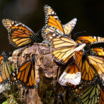 Cómo afecta la Aristoloquia a las mariposas migratorias