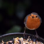 Cómo alimentar a los petirrojos en invierno en el jardín