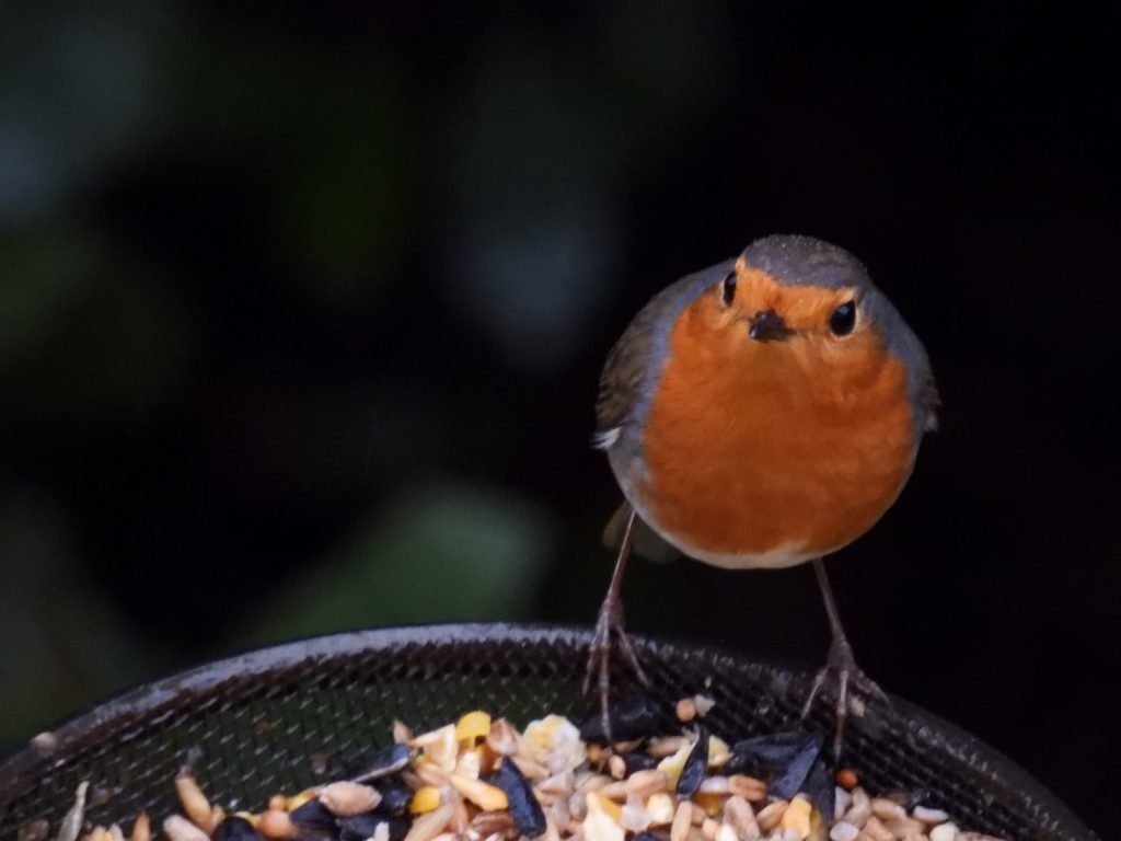 Cómo alimentar a los petirrojos en invierno en el jardín