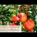 Cómo alimentar árboles de granada con fertilizante