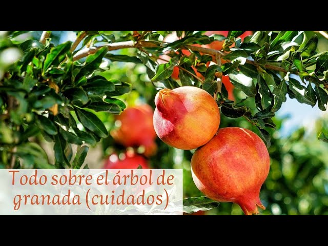 Cómo alimentar árboles de granada con fertilizante