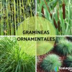 Cómo alimentar las gramíneas ornamentales