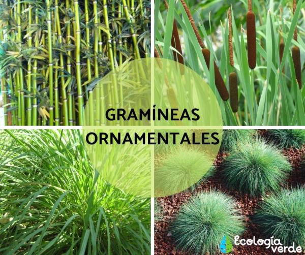 Cómo alimentar las gramíneas ornamentales