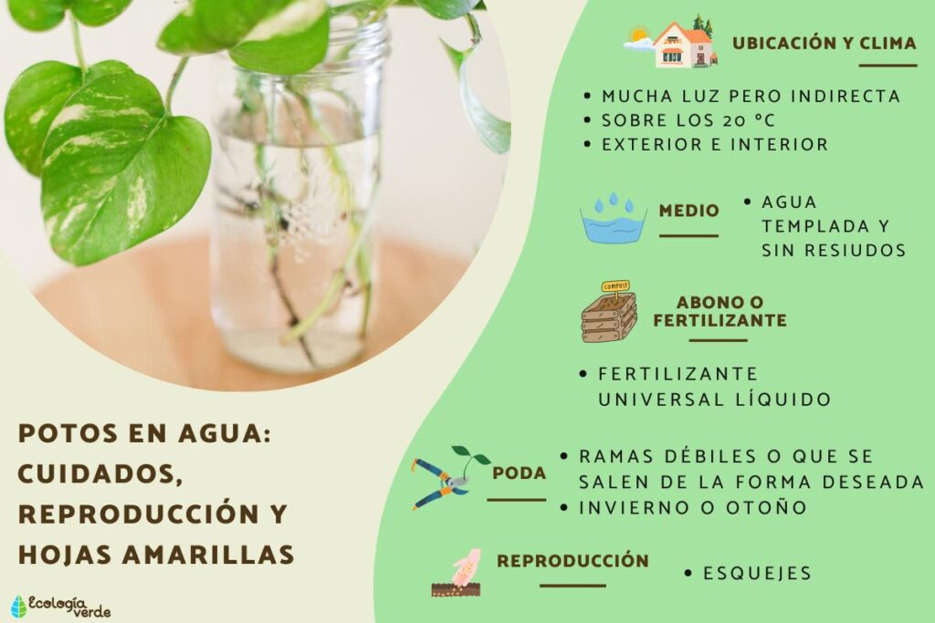 Cómo alimentar y fertilizar un pothos de manera adecuada