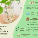Cómo alimentar y fertilizar un pothos de manera adecuada