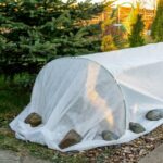 Cómo almacenar árboles en macetas para el invierno