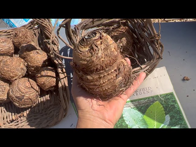 Cómo almacenar bulbos de orejas de elefante en invierno