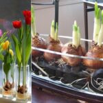Cómo almacenar bulbos de tulipanes que han brotado