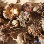 Cómo almacenar cormos de gladiolo en invierno