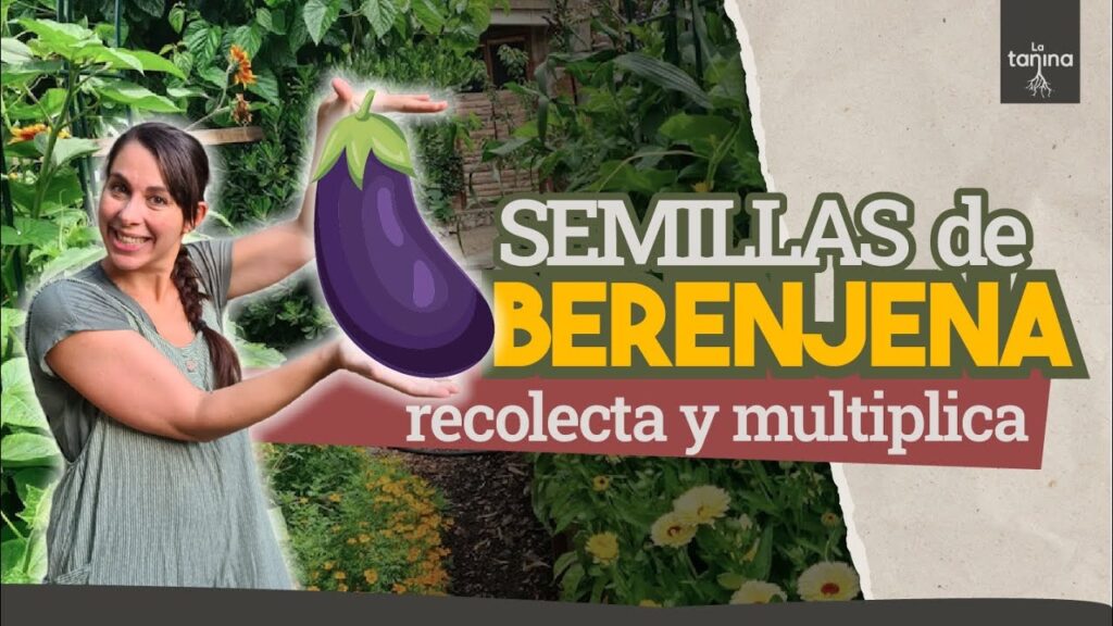 Cómo almacenar semillas de berenjena de forma adecuada