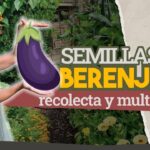 Cómo almacenar semillas de berenjena de forma adecuada