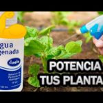 Cómo aplicar peróxido de hidrógeno para cuidar plantas