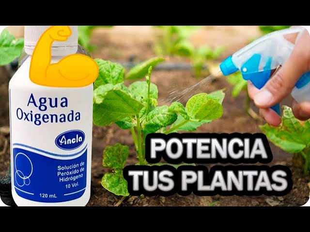 Cómo aplicar peróxido de hidrógeno para cuidar plantas