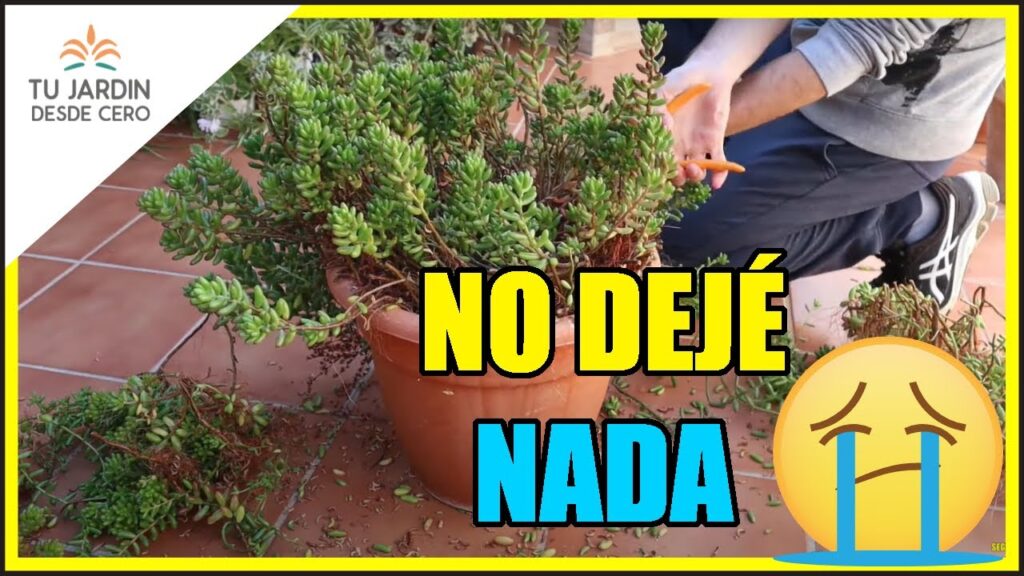Cómo apoyar y podar Sedums cargados para mantener su buen estado