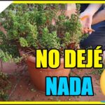 Cómo apoyar y podar Sedums cargados para mantener su buen estado