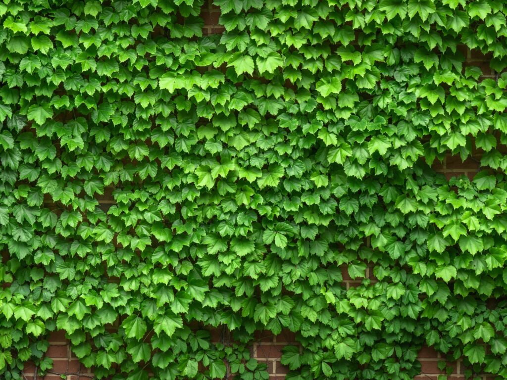 Cómo aprovechar la hiedra de rápido crecimiento en tus vallas