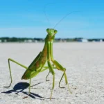 Cómo atraer a una mantis al jardín utilizando plantas