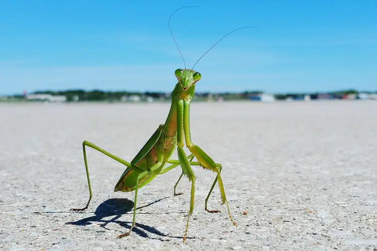 Cómo atraer a una mantis al jardín utilizando plantas