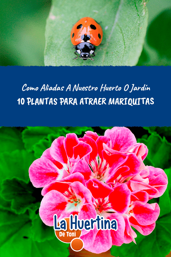 Cómo atraer mariquitas al jardín plantando ciertas flores