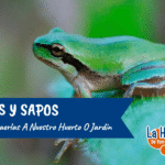 Cómo atraer sapos de forma natural a tu jardín