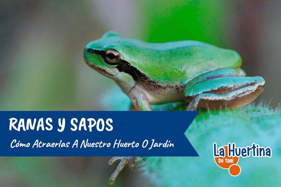 Cómo atraer sapos de forma natural a tu jardín