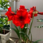 Cómo aumentar la floración de una amaryllis con pocas flores