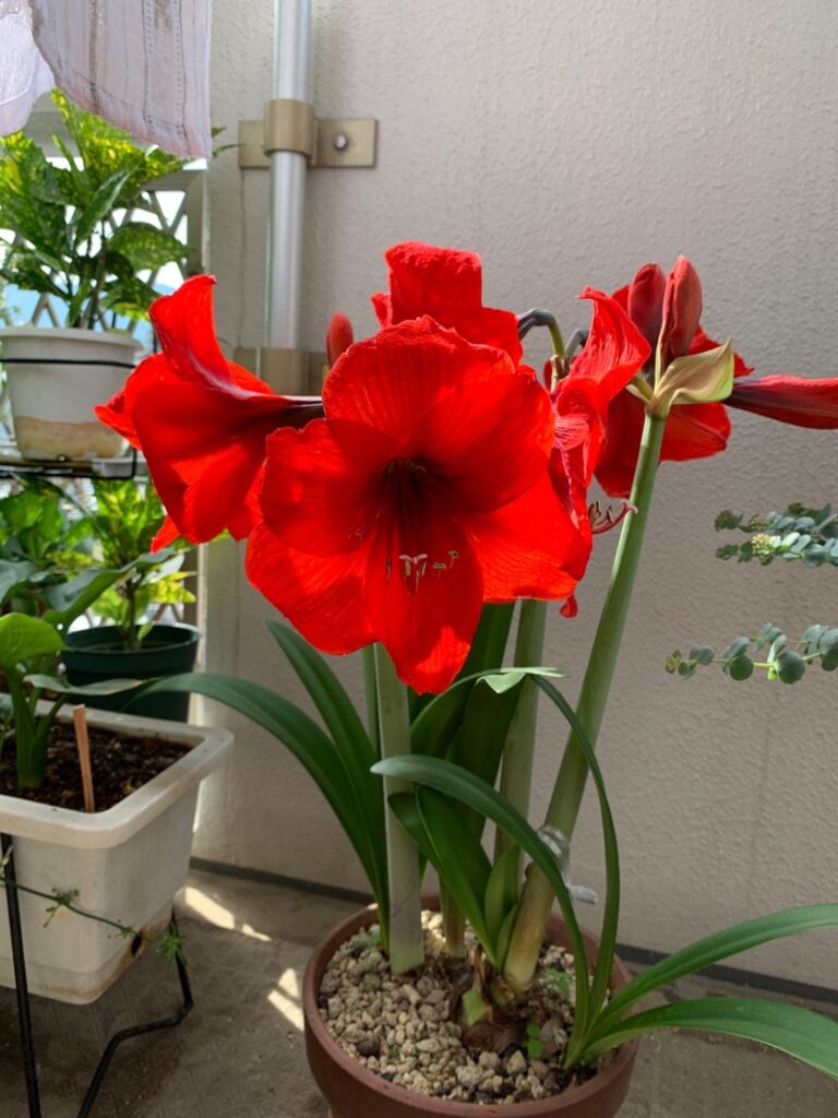 Cómo aumentar la floración de una amaryllis con pocas flores