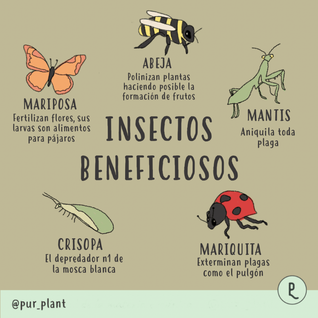 Cómo benefician los insectos depredadores en tu jardín