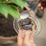 Cómo benefician los posos de café a las plantas de tomate